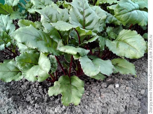 Наращивает листья