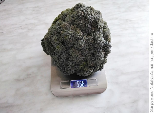 Самый большой кочан