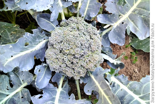 7 августа,  последний сбор