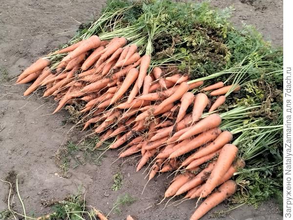 Сбор урожая