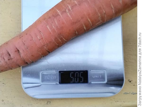 Самая крупная Морковь Катрин, 505г