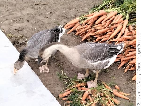 Помощники готовят плёнку для урожая