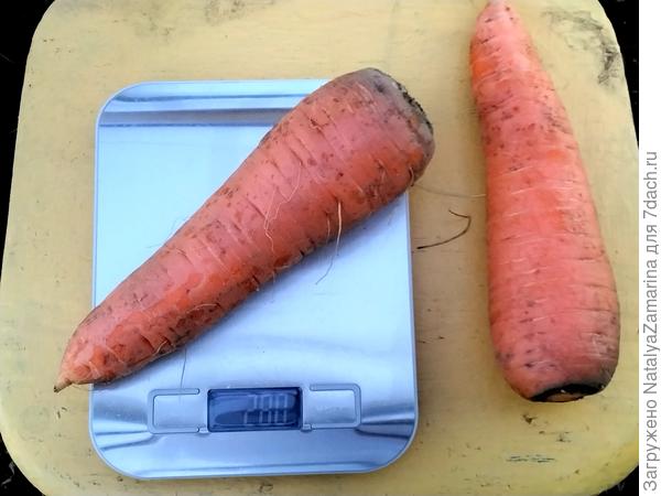 Средние корнеплоды по 280г