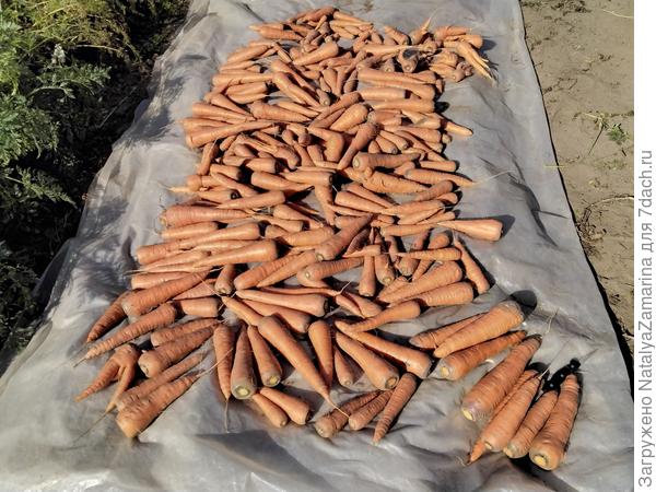 Морковь немного подсушивается