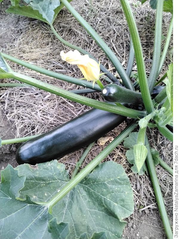 Будулай к 11 июля