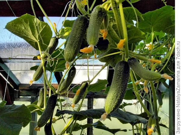 Обильное  плодоношение , 3 августа