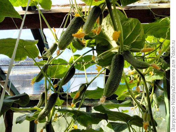 Северная корона