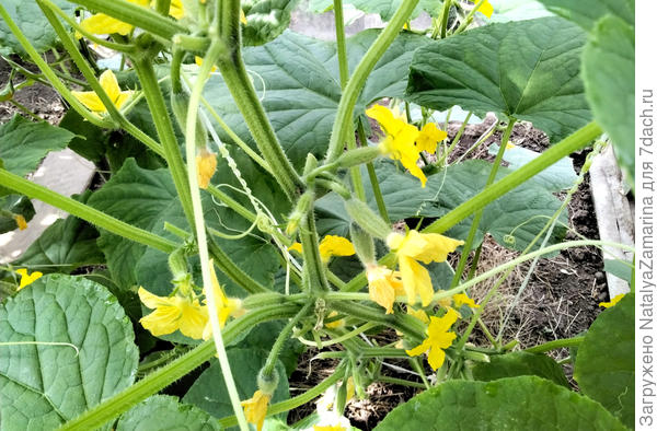 18 июля , всё  в цвету