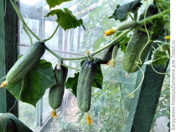 Огуречная  гирлянда, 21 августа