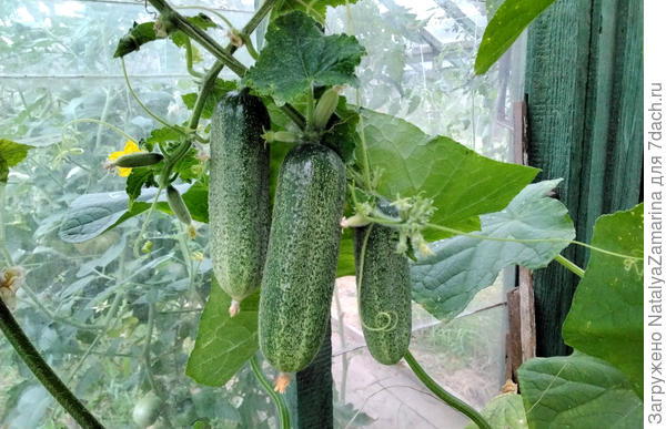 Урожай на 2 сентября