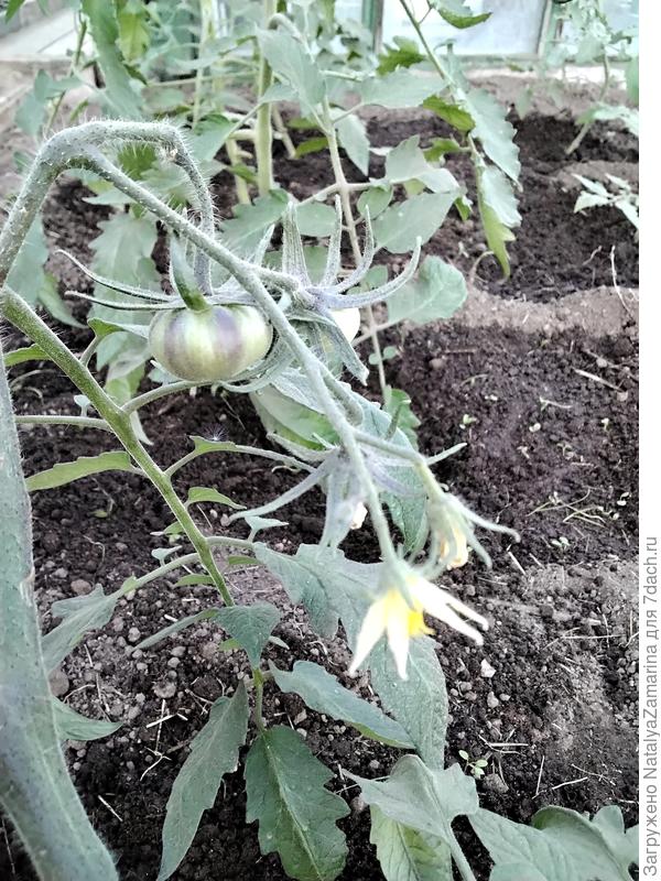 30 мая, первый томатик