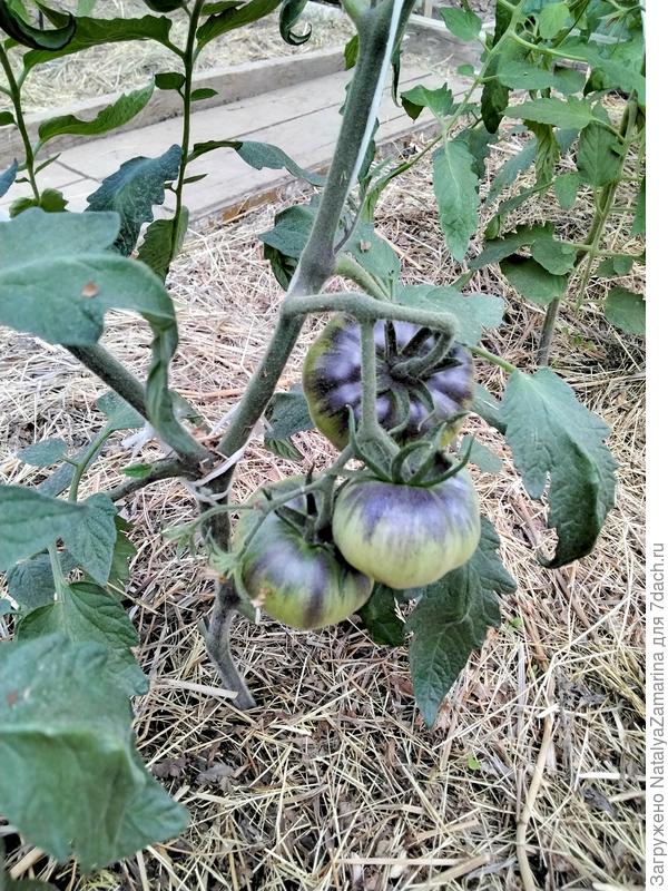 15 июня, Сибирский тигр