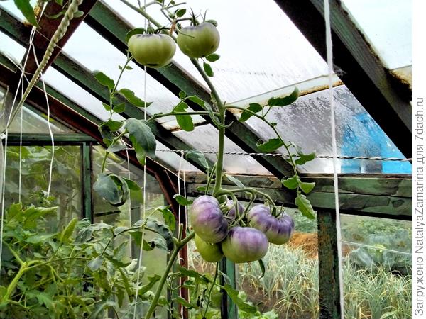 Кусты на 2 сентября