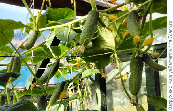 Урожай  огурчиков