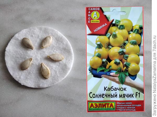 Семена  кабачка