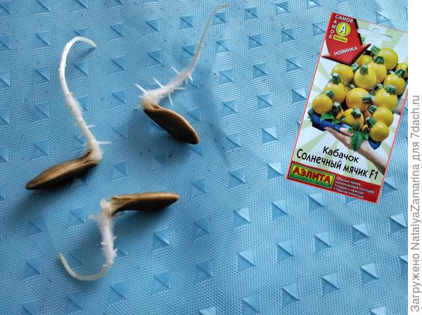 Проращивание семян