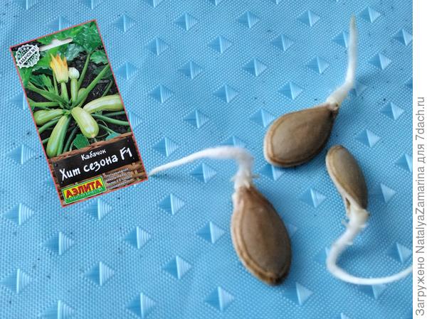 Проращивание семян