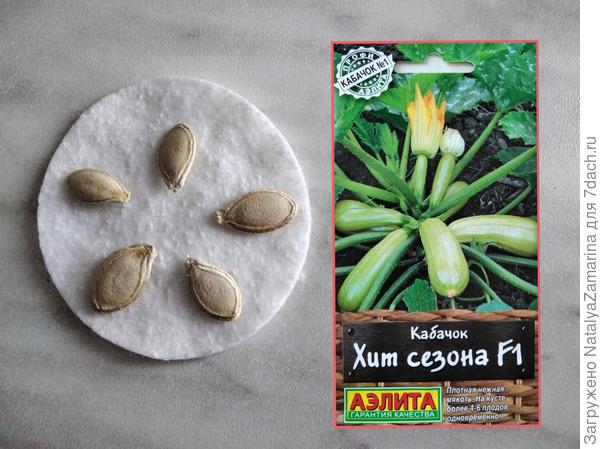 Семена  кабачка