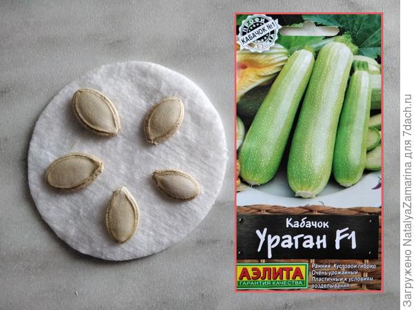 Семена кабачка