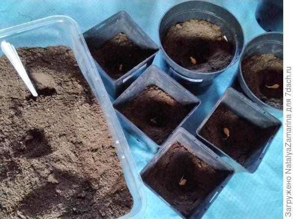 Посадка  семян