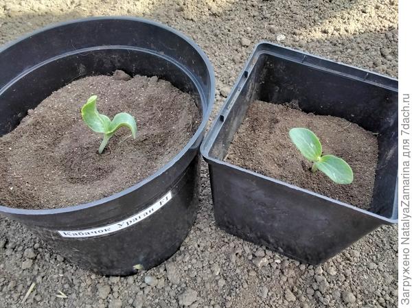 Всходы  кабачка  Ураган