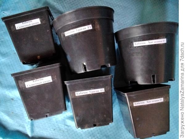 Горшлчки для  рассады