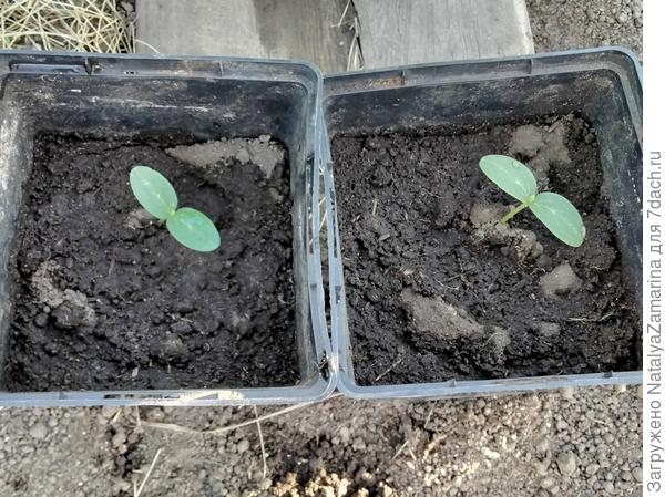 Всходы рассады