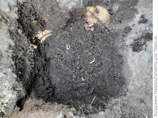 Посадка в лунку