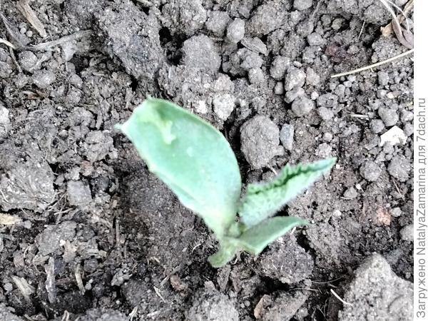 Погрызанные семядольки