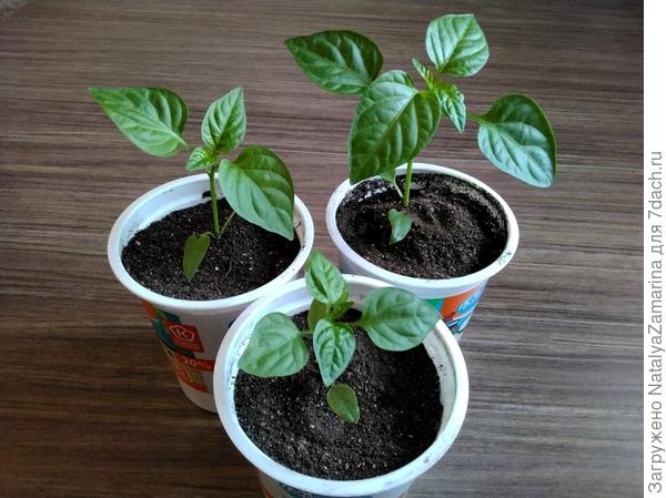 После перевалки