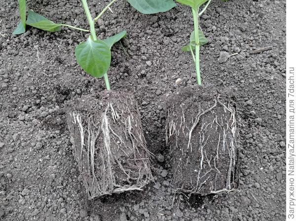 Корневая система