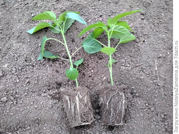 Рассада перца