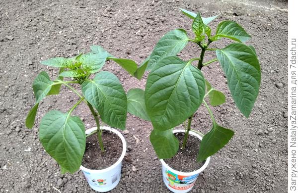 Перед посадкой в горшки