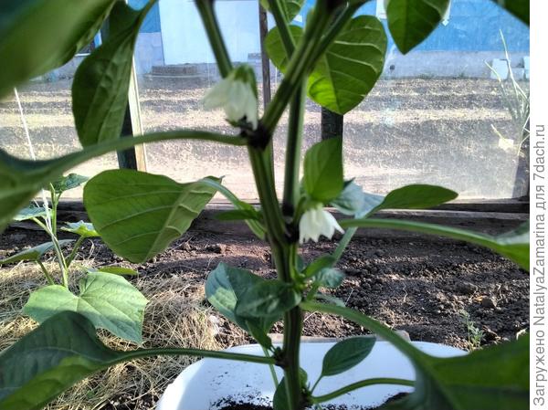 Рассада начинает цвести