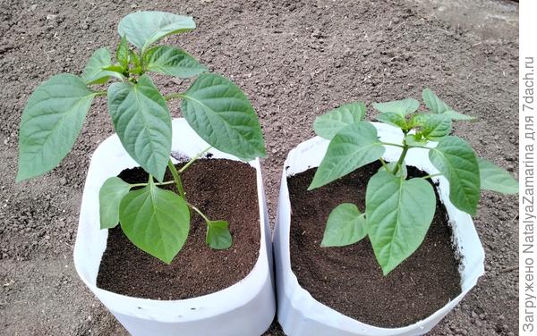 Посадка в горшки