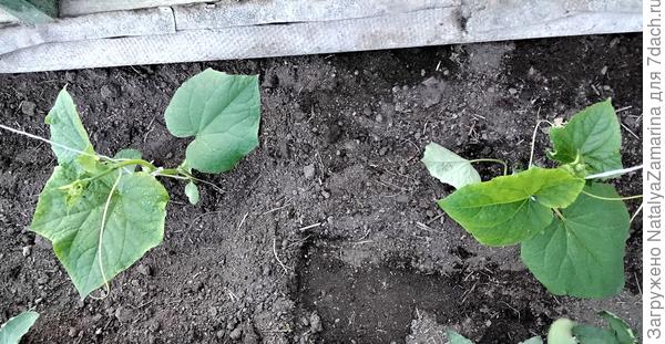 Посадка в теплицу