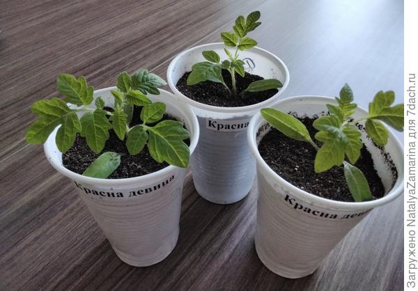 Красна девица