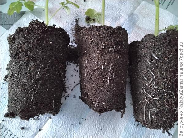 Корневая система