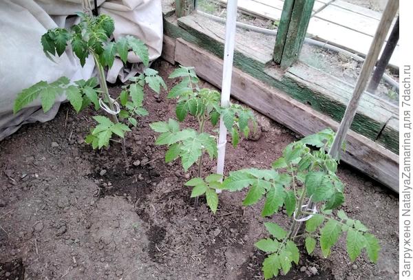 Красна девица на 10 мая