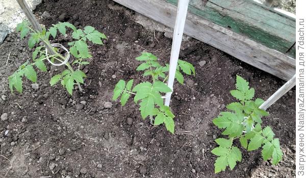 Посадка в теплицу