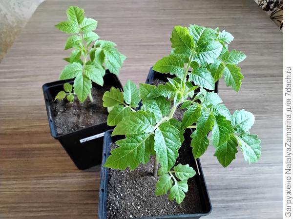 Рассада в новых горшках