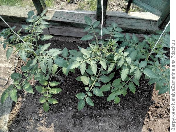 Красна девица на 23 мая