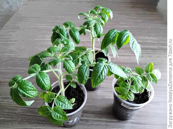 Черничка на 10 мая