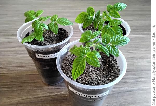 Томат Черничка