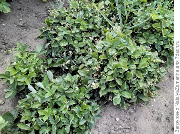 Кустики земляники