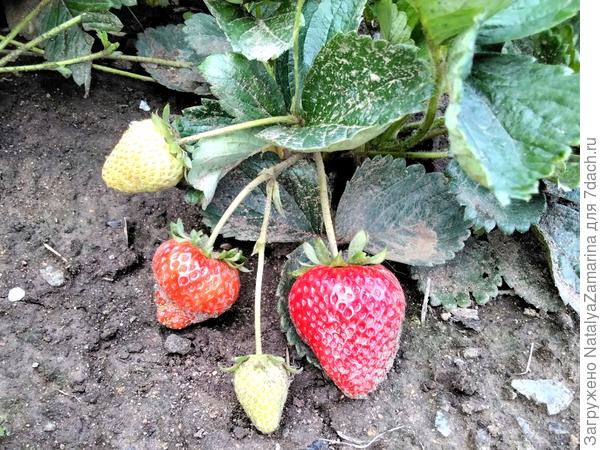 Земляника крупноплодная