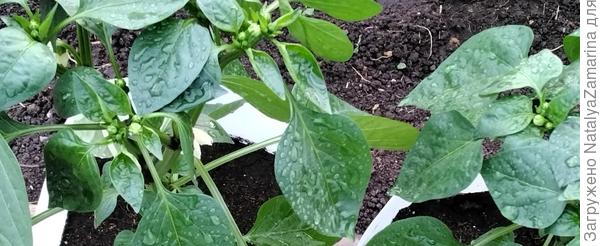 Цветущий перец