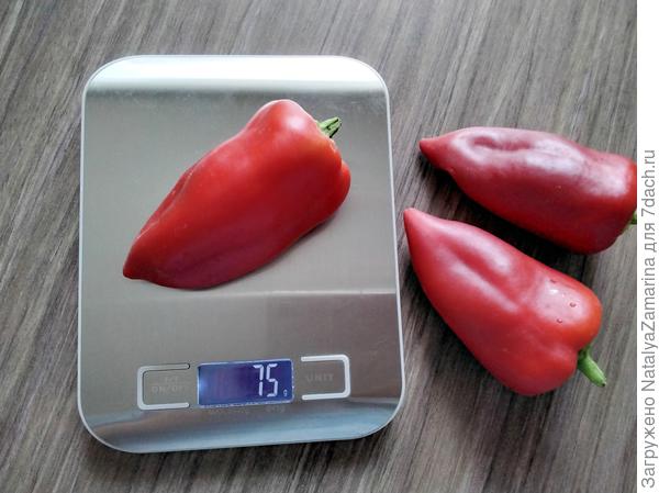 Сибирский карлик