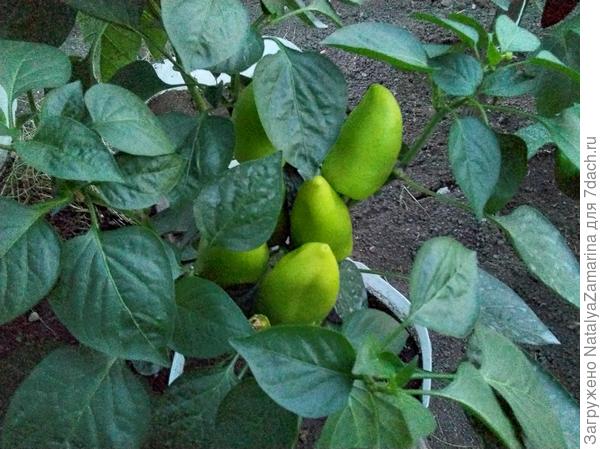 Перец на 10 июля