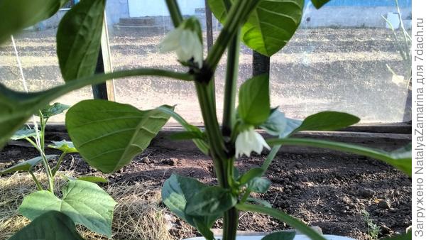 Начало цветения